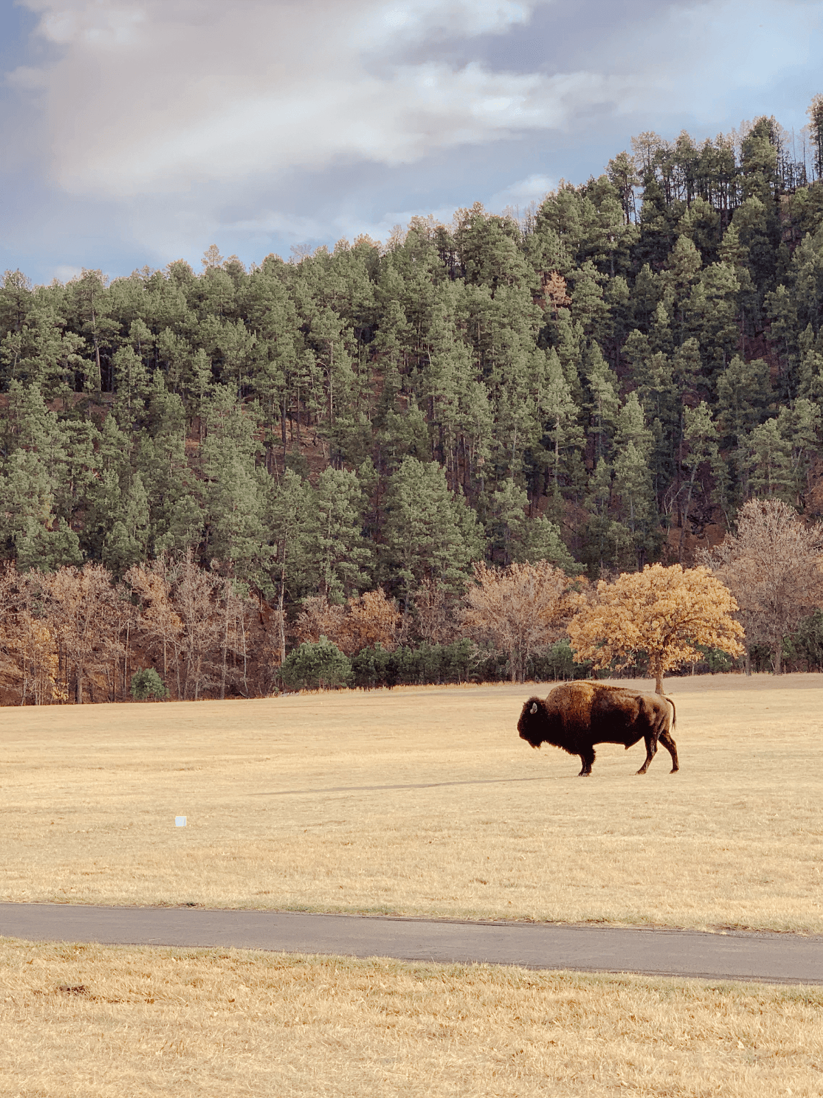 A bison standing in an open field in front of a forested hillside